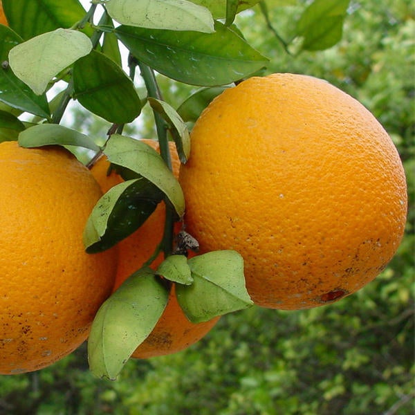 Oranges on tree